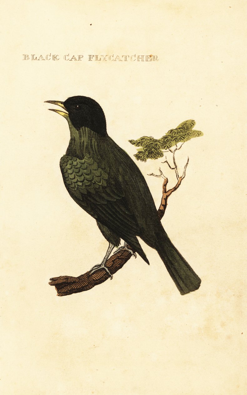 Mustakantinen sipuli, Pycnonotus melanicterus tekijältä George (after) Edwards