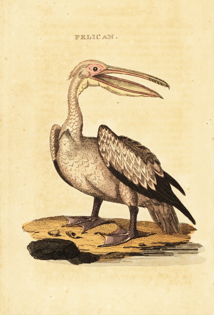 Valkoinen pelikaani, Pelecanus onocrotalus tekijältä George (after) Shaw