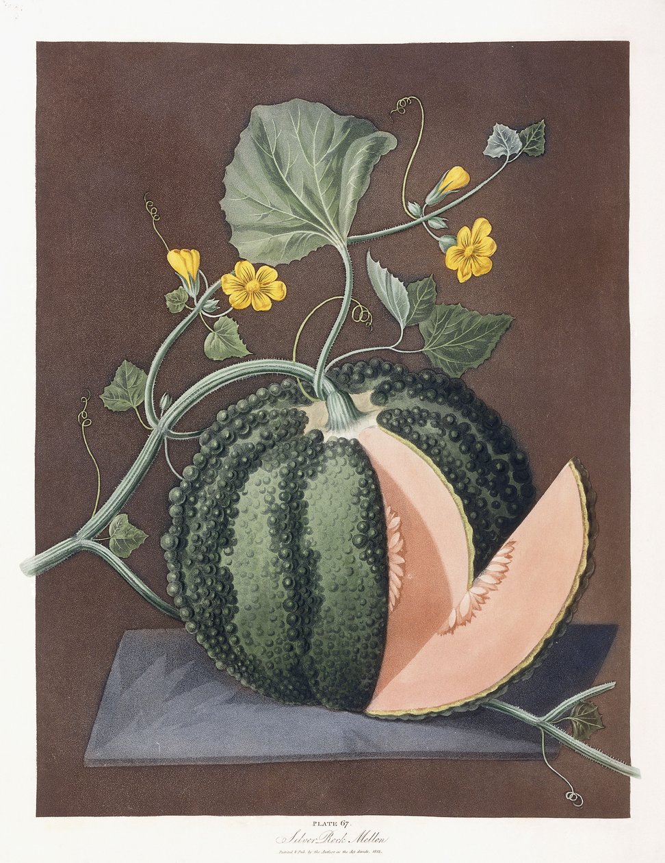Silver Rock Melon, 1812 tekijältä George Brookshaw