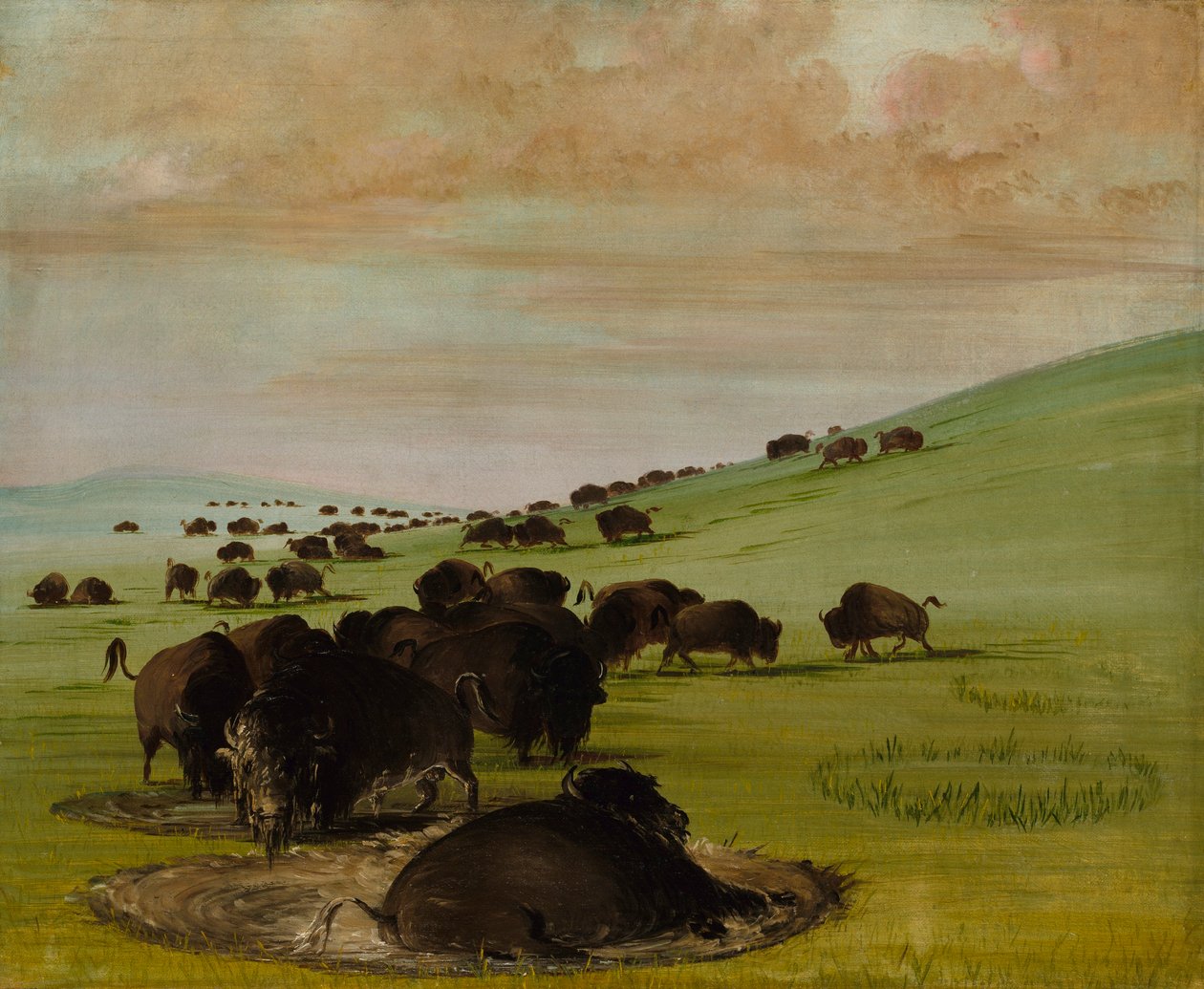 Buffalo Bulls in a Wallow tekijältä George Catlin