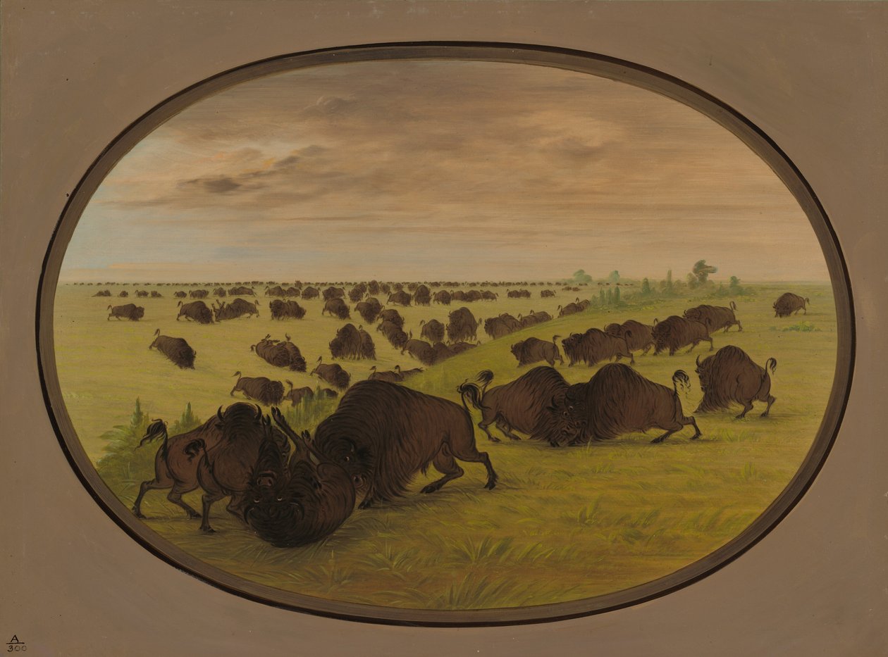 Bulls Fighting, 18611869. tekijältä George Catlin