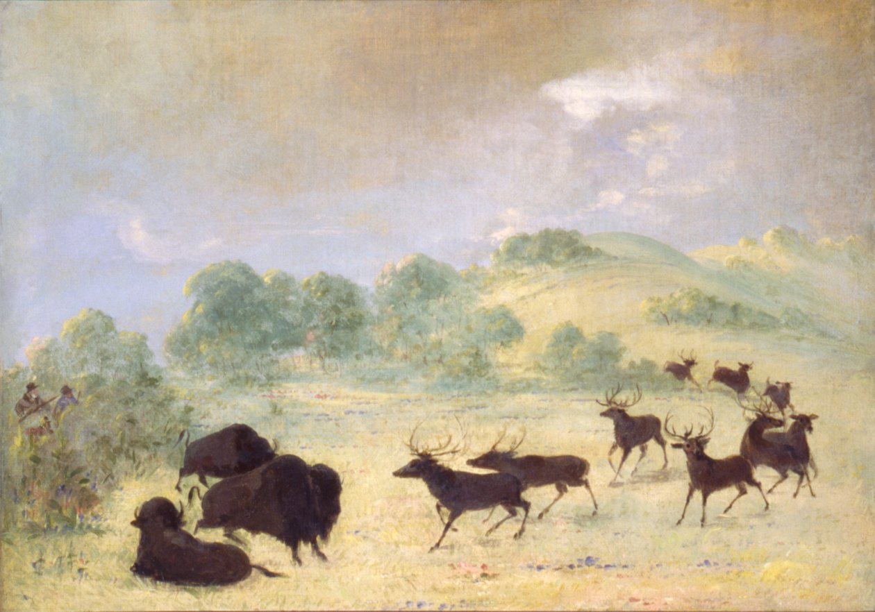 Hirvi ja puhveli tutustumassa, Texas tekijältä George Catlin