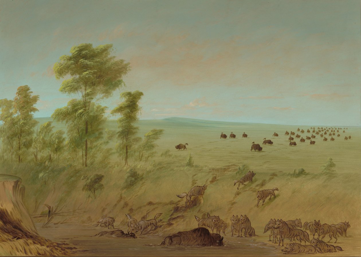Mired Buffalo and Wolves, 18611869. tekijältä George Catlin