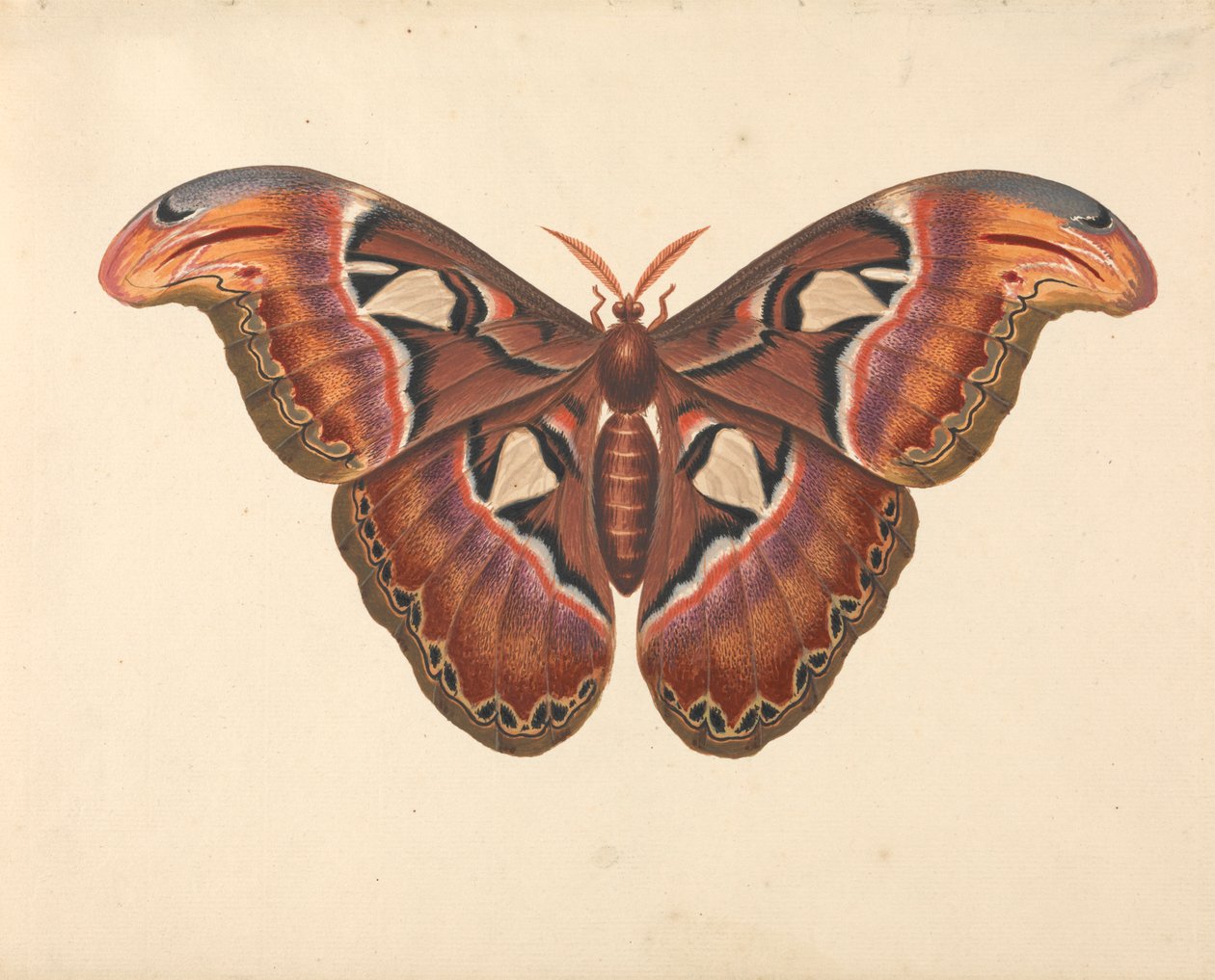Atlas Moth tekijältä George Edwards