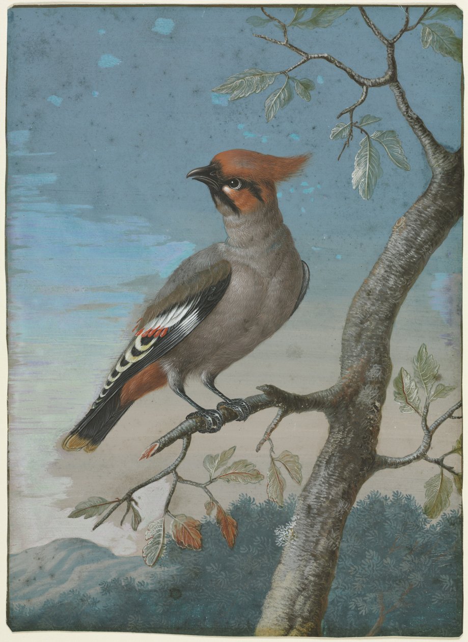 Lintututkimus: Bohemian Waxwing tekijältä George Edwards