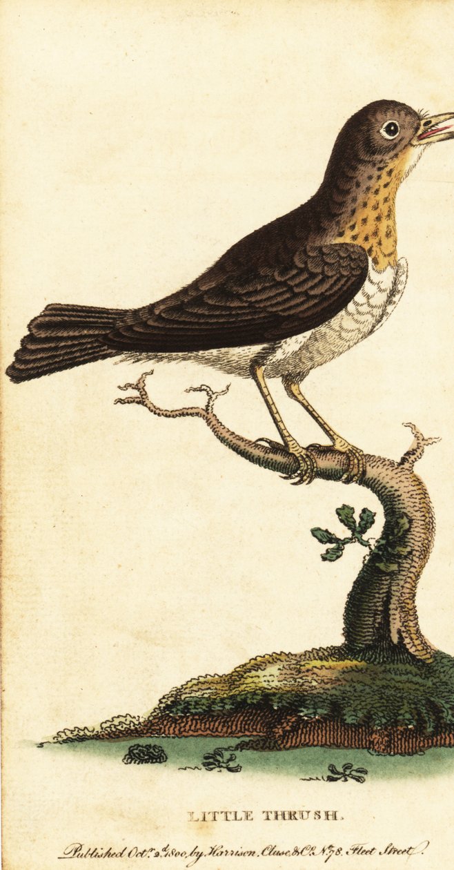 Pieni sammas, Turdus minor., 1800 (kaiverrus) tekijältä George Edwards