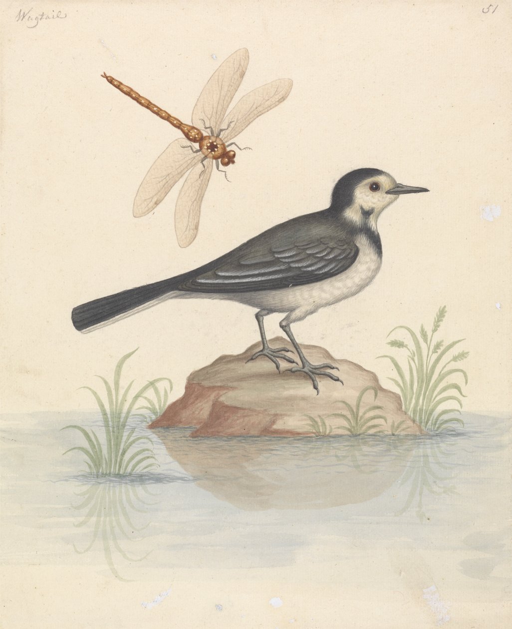 Pied Wagtail ja Dragonfly tekijältä George Edwards