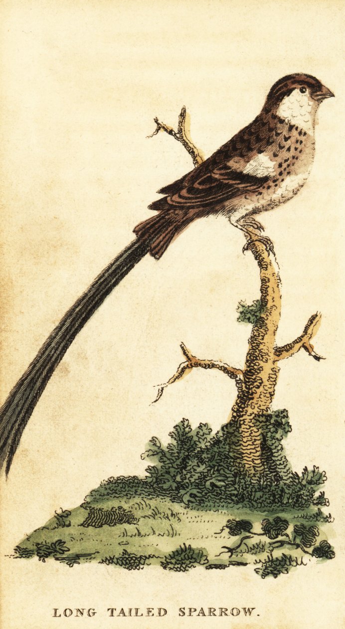 Pin-tailed Whydah, Vidua macroura., 1800 (kaiverrus) tekijältä George Edwards