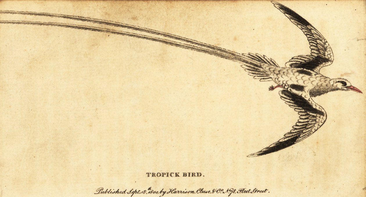 Punanokkainen trooppinen lintu, Phaethon aethereus., 1800 (kaiverrus) tekijältä George Edwards