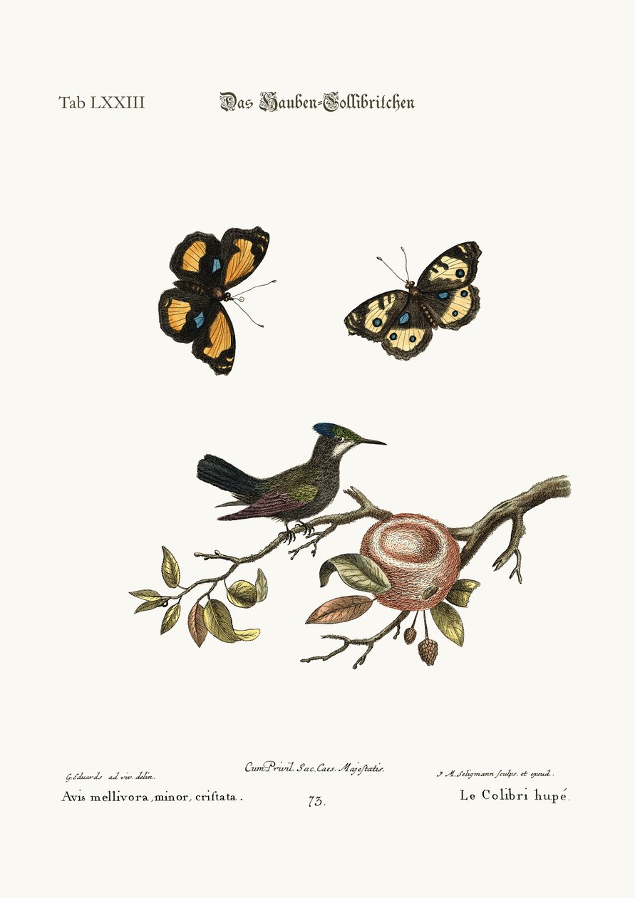 Harjainen Hummingbird, 1749-73 tekijältä George Edwards