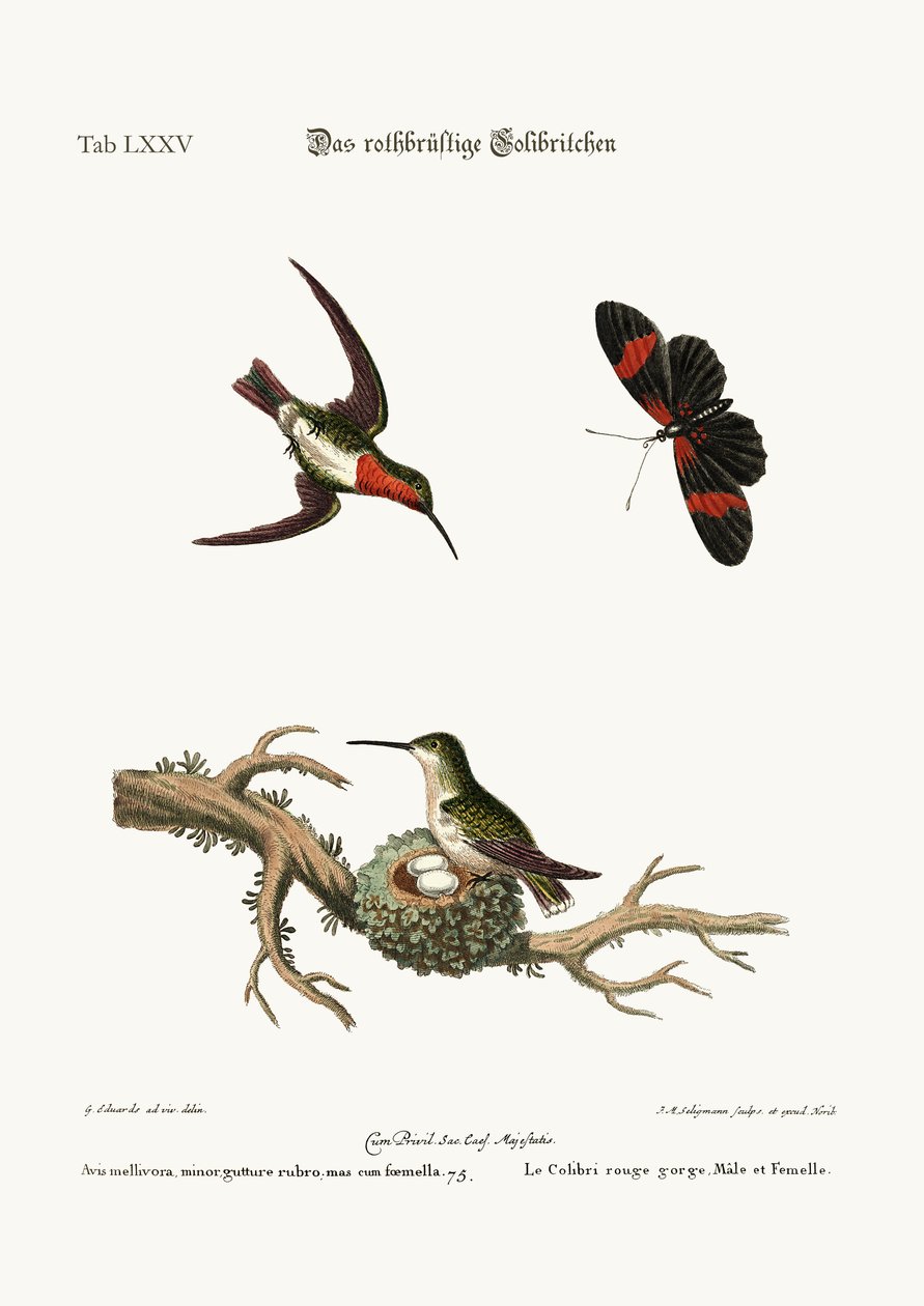 Punakurkku Hummingbird, 1749-73 tekijältä George Edwards