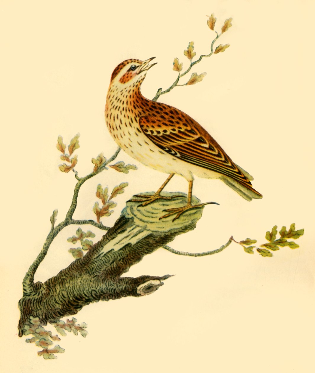 "Woodlark", 1821, 1942. tekijältä George Graves