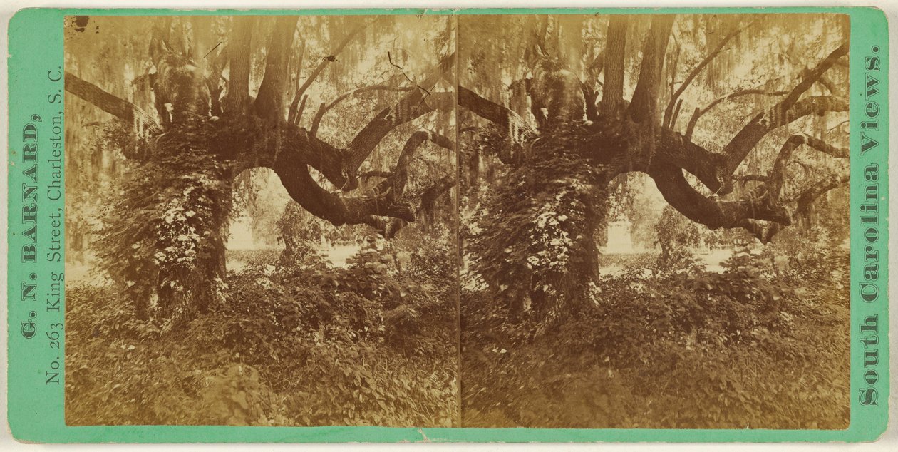 [Live Oaks, Magnolia Cemetery] tekijältä George N. Barnard