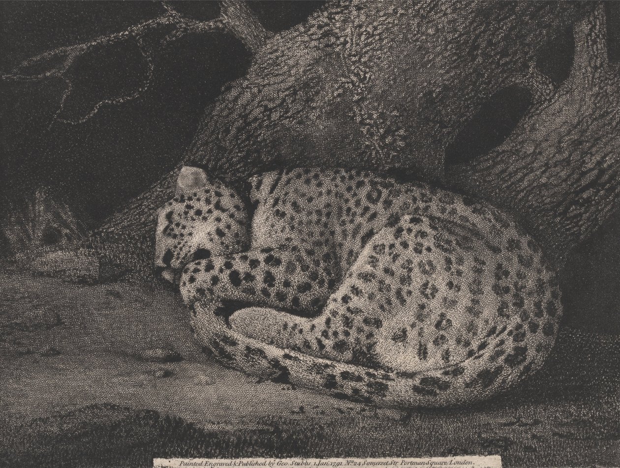 Nukkuva leopardi tekijältä George Stubbs