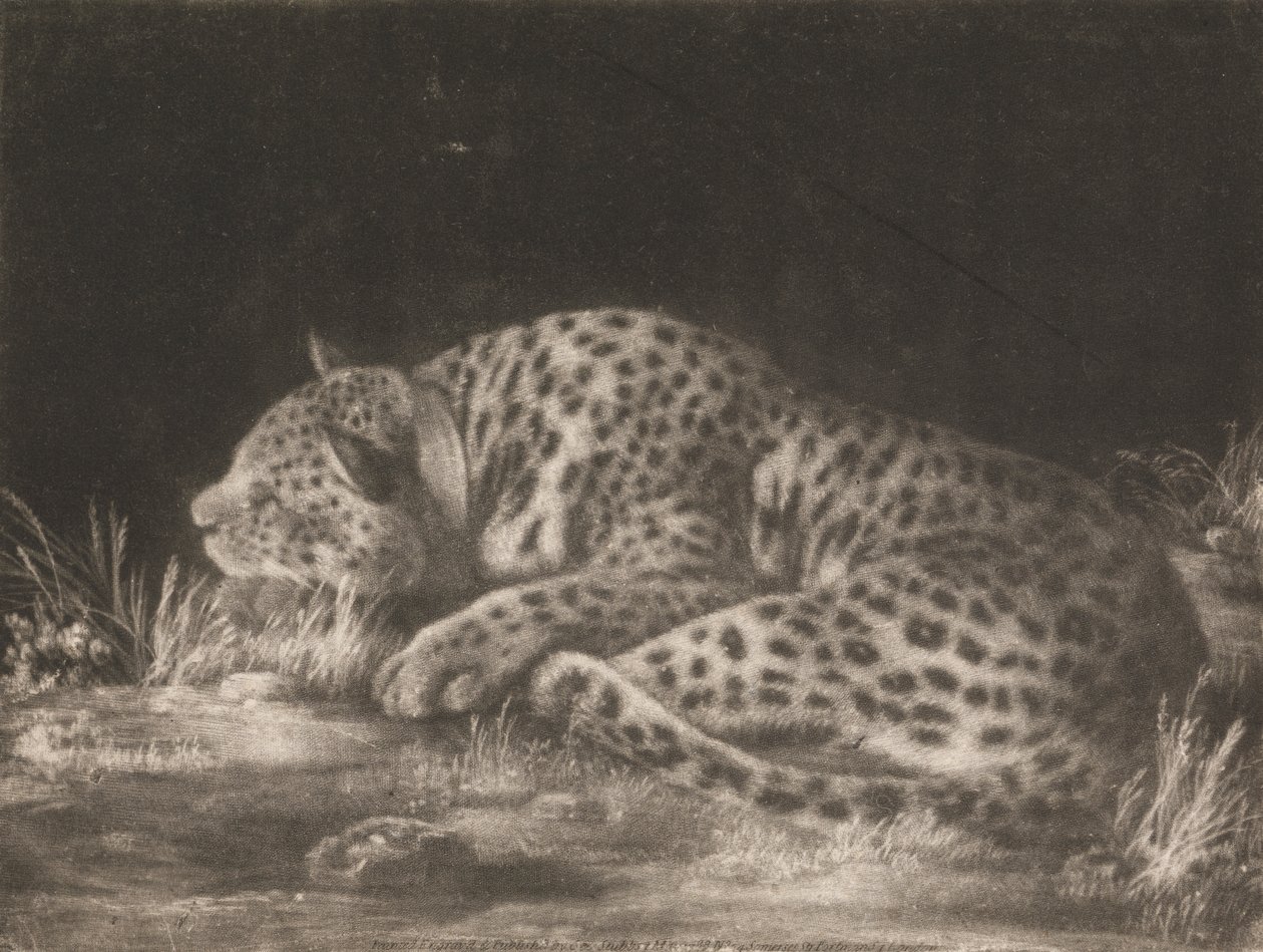 Tyger (nukkuva leopardi) tekijältä George Stubbs