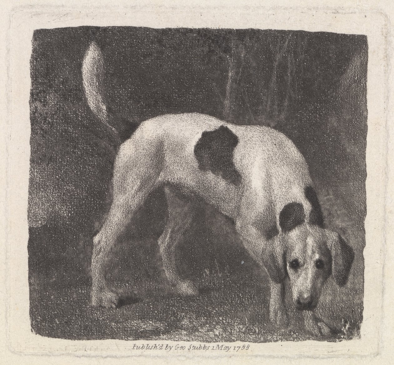 Koira [Foxhound on tuoksu] tekijältä George Stubbs