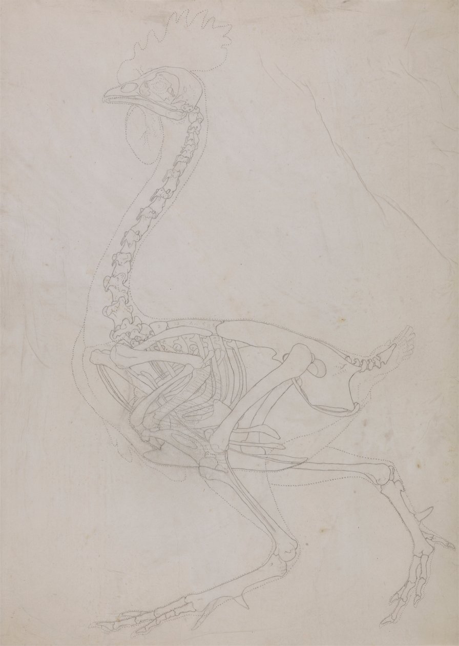 Kanan luuranko, sivunäkymä (ääriviivapiirros) tekijältä George Stubbs