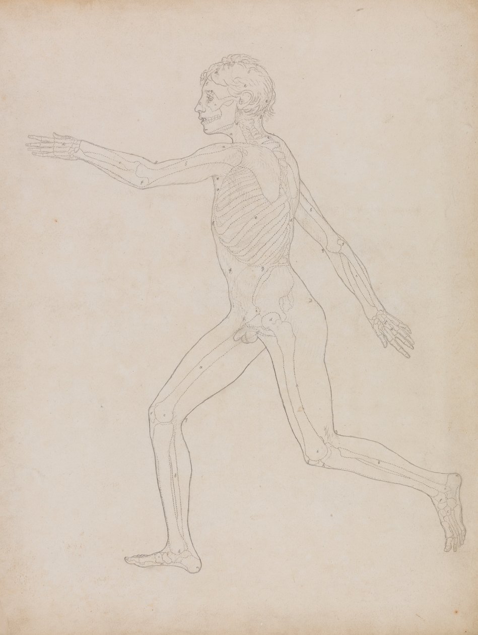 Ihmishahmo, sivunäkymä tekijältä George Stubbs