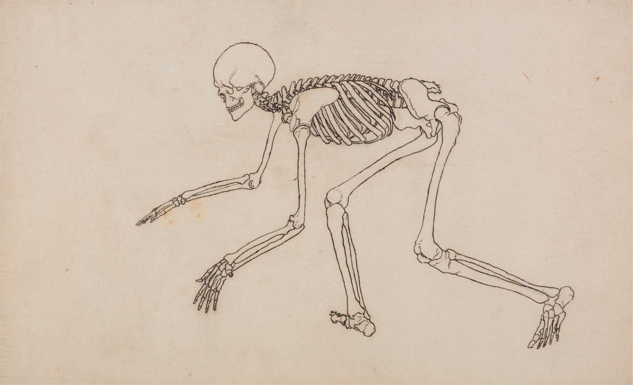 Ihmisen luuranko, sivunäkymä tekijältä George Stubbs