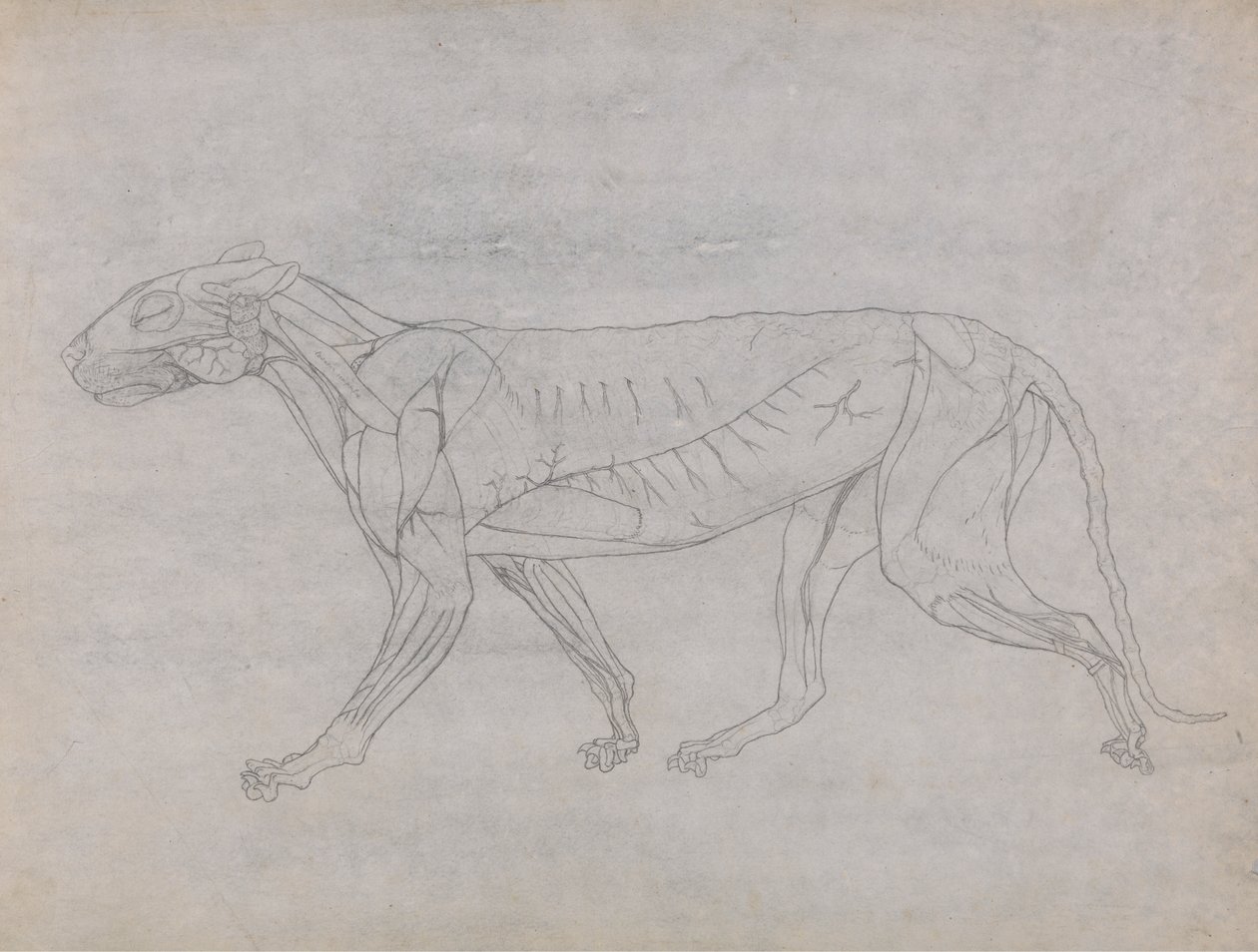Tiger Body, sivuttaisnäkymä tekijältä George Stubbs