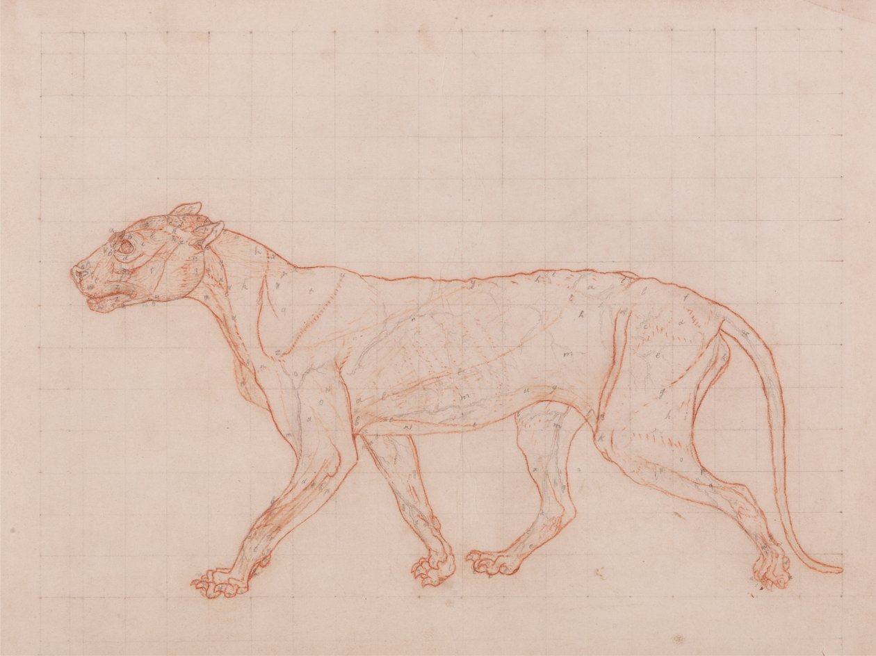 Tiger Body, sivuttaisnäkymä tekijältä George Stubbs