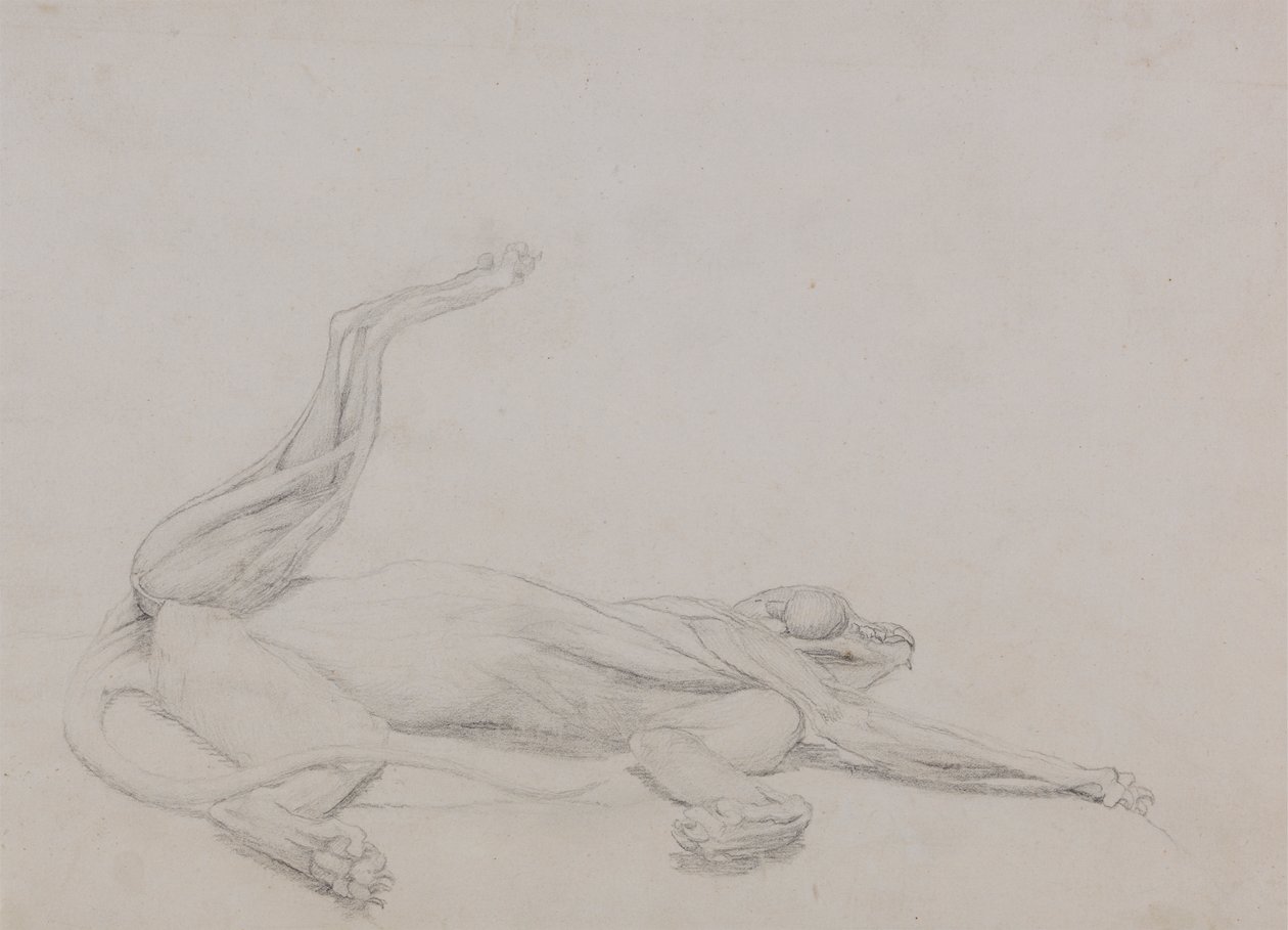 Tiger Body, makuuasennossa, katsottuna vatsasta tekijältä George Stubbs