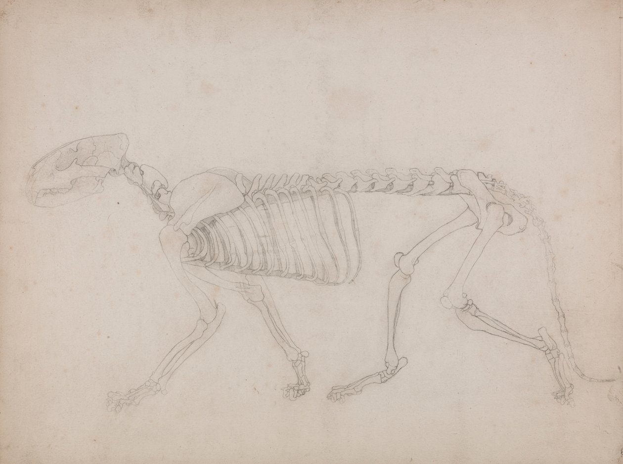 Tiikeriluuranko, sivunäkymä tekijältä George Stubbs