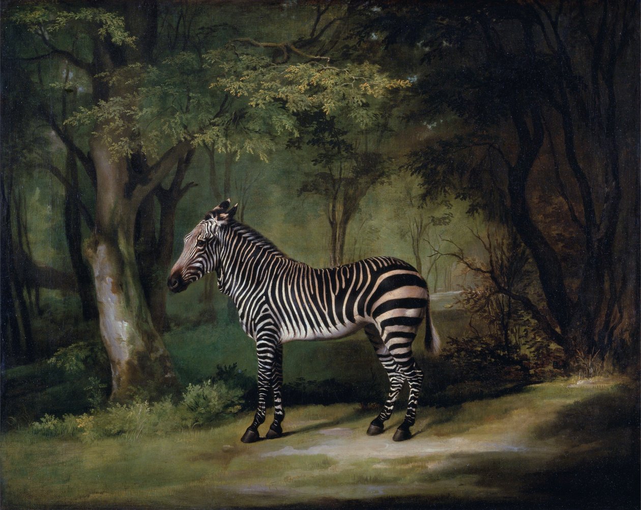 Zebra tekijältä George Stubbs