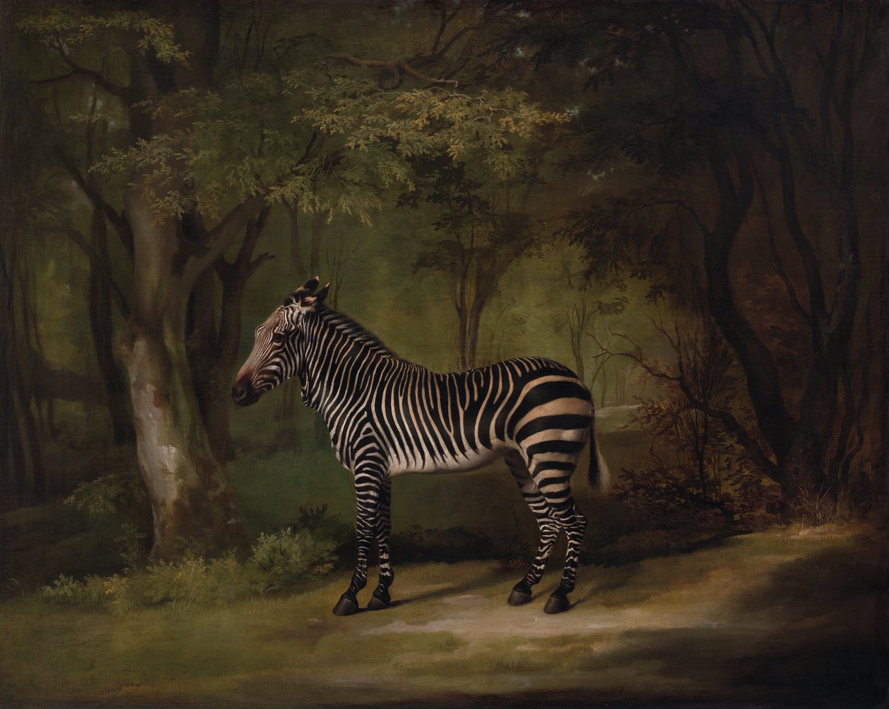 Seepra, esillä 1763. tekijältä George Stubbs
