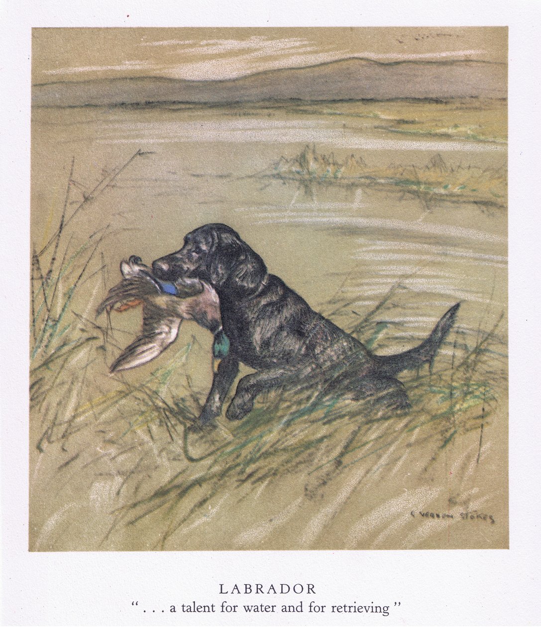 Labrador (värilitro) tekijältä George Vernon Stokes