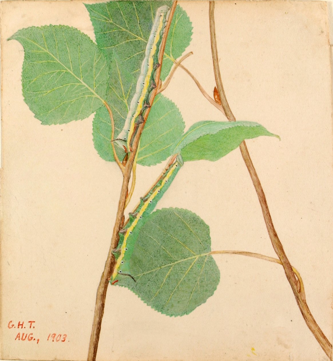 Peiliselkäinen toukka..., 1900-luvun alku. tekijältä Gerald H. Thayer