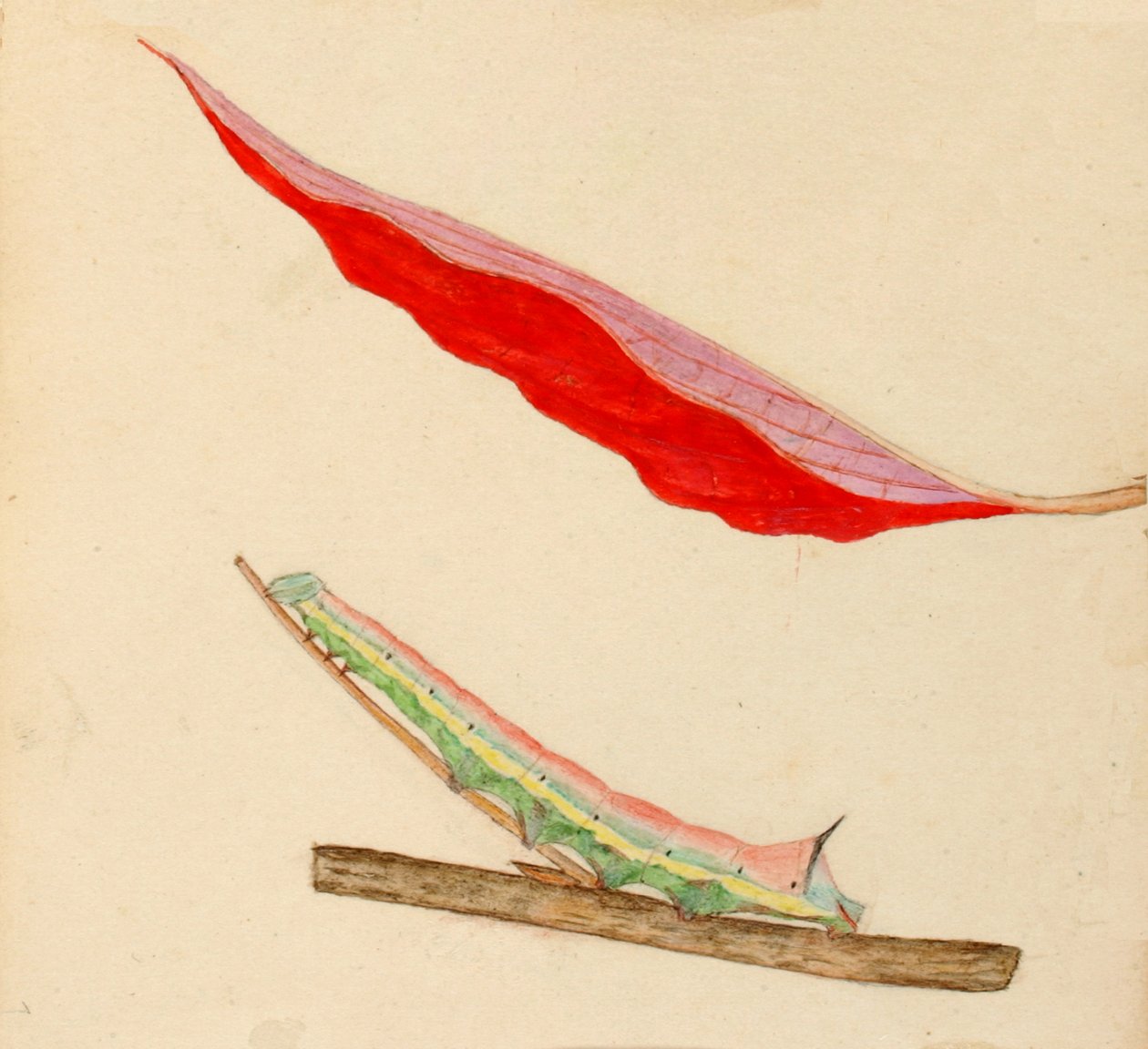 Peiliselkäinen toukka..., 1900-luvun alku. tekijältä Gerald H. Thayer