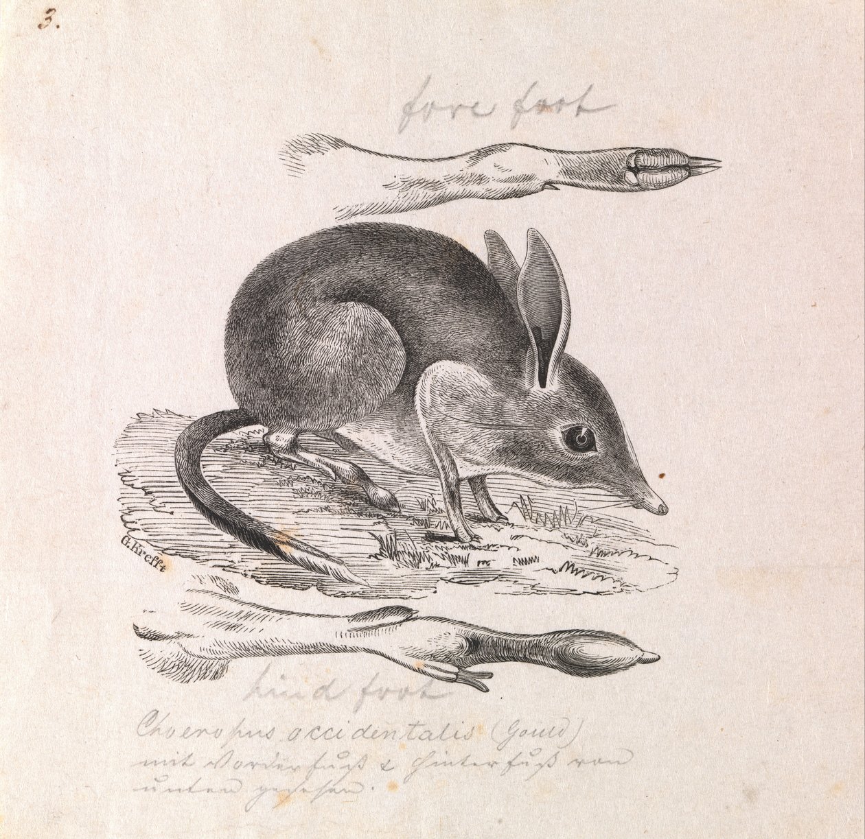 Sikajalkainen Bandicoot, Chaeropus ecaudatus tekijältä Gerard Krefft
