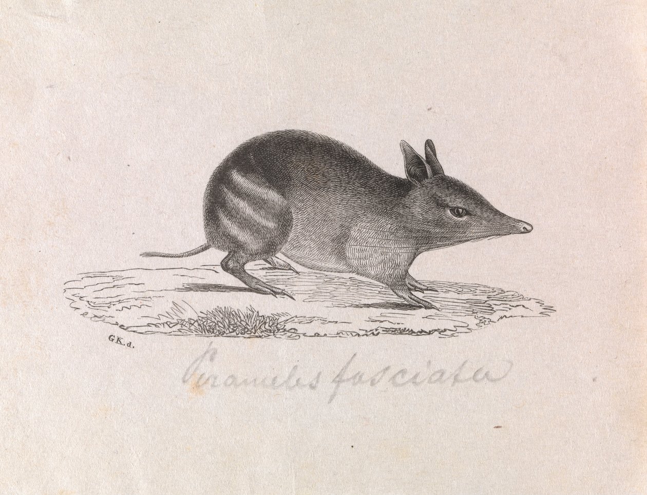 Länsimainen Bandicoot, Perameles bougainville tekijältä Gerard Krefft