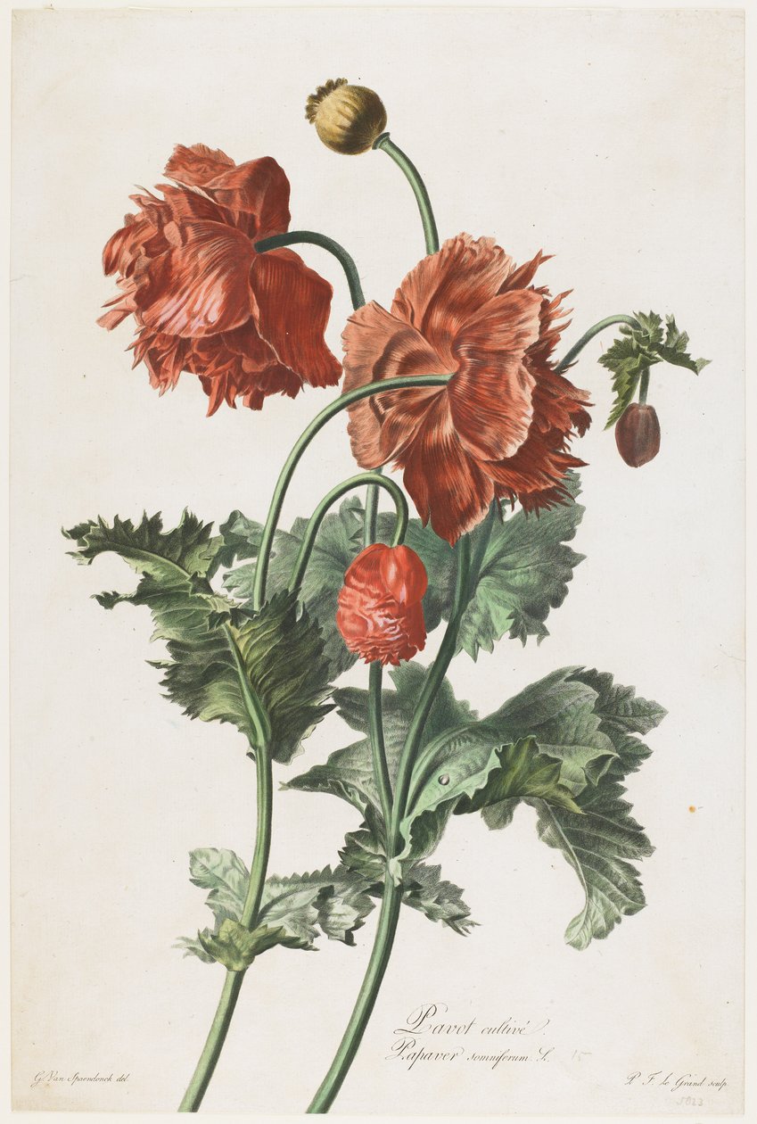 Viljelty unikko, Fleurs Dessinees d