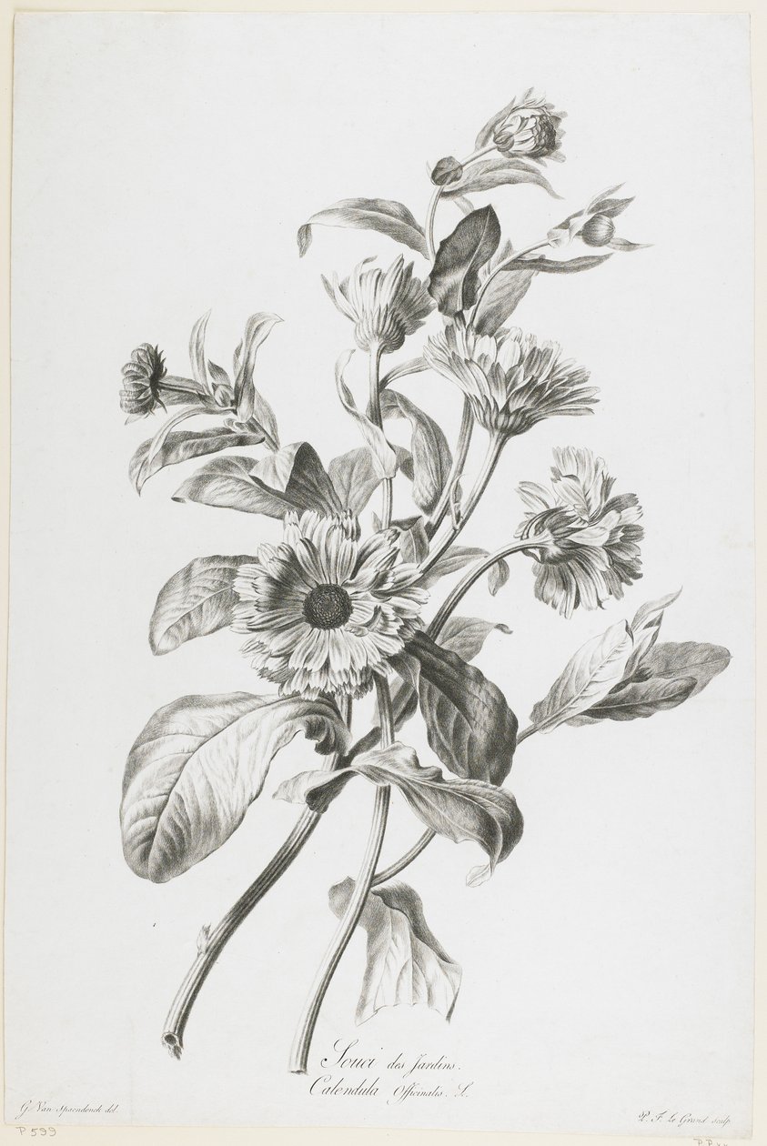 Garden Marigold, Fleurs Dessinees d