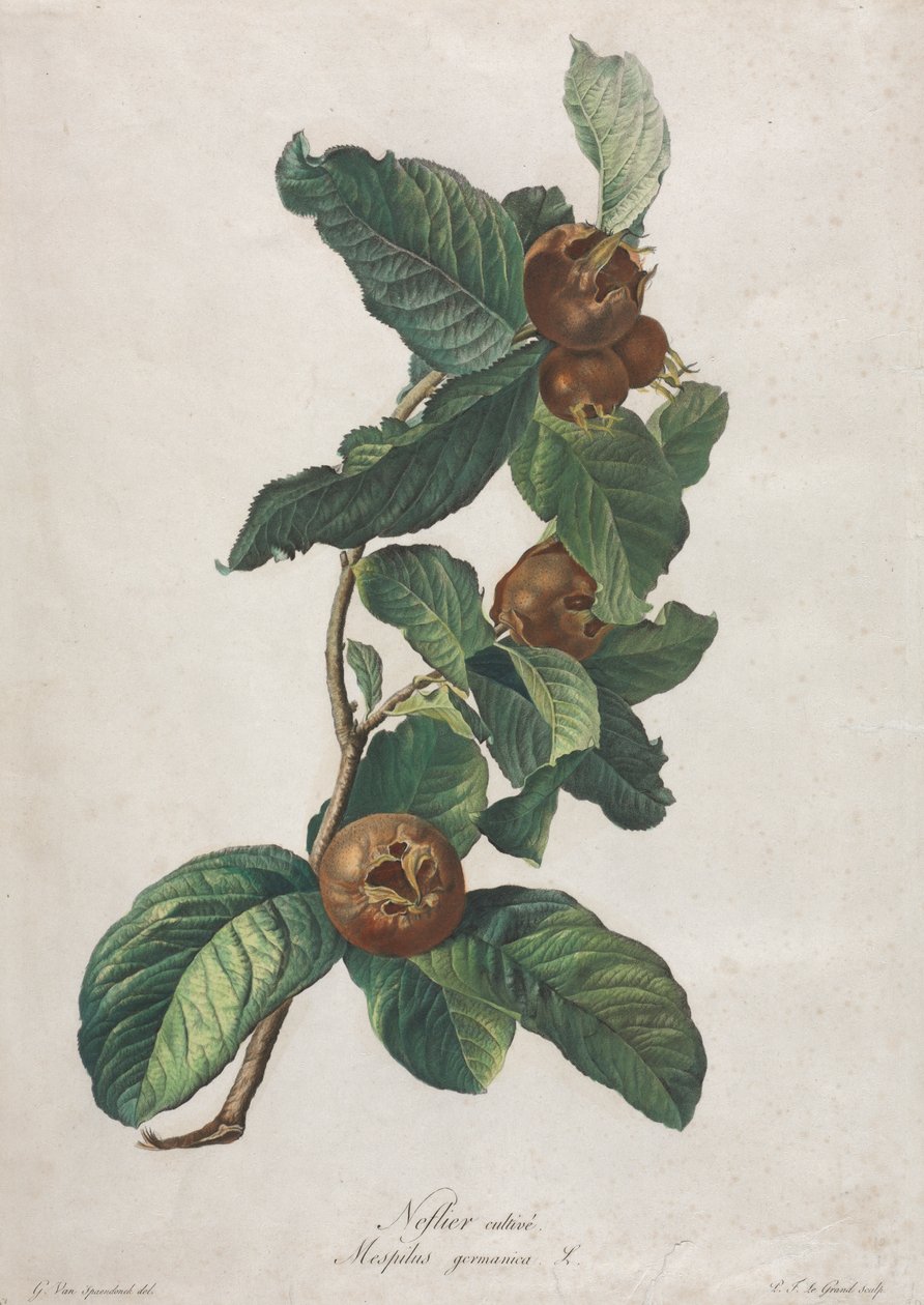 Viljelty mispeli (Mespilus germanica) tekijältä Gerard van Spaendonck