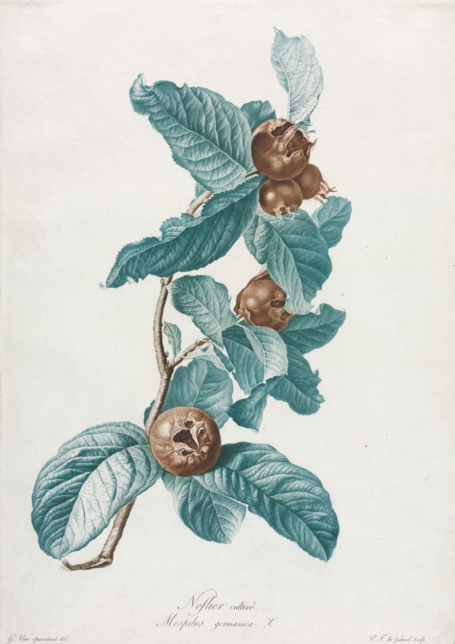 Viljelty mispeli (Mespilus germanica) tekijältä Gerard van Spaendonck