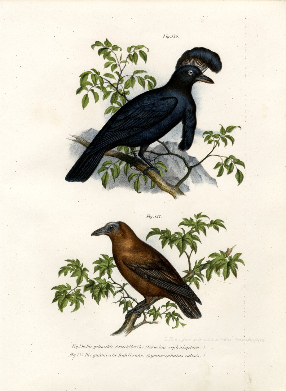 Amazonian sateenvarjolintu, 1864 tekijältä German School