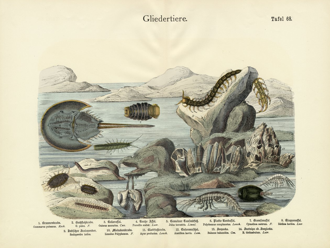 Niveljalkaiset, n. 1860 tekijältä German School