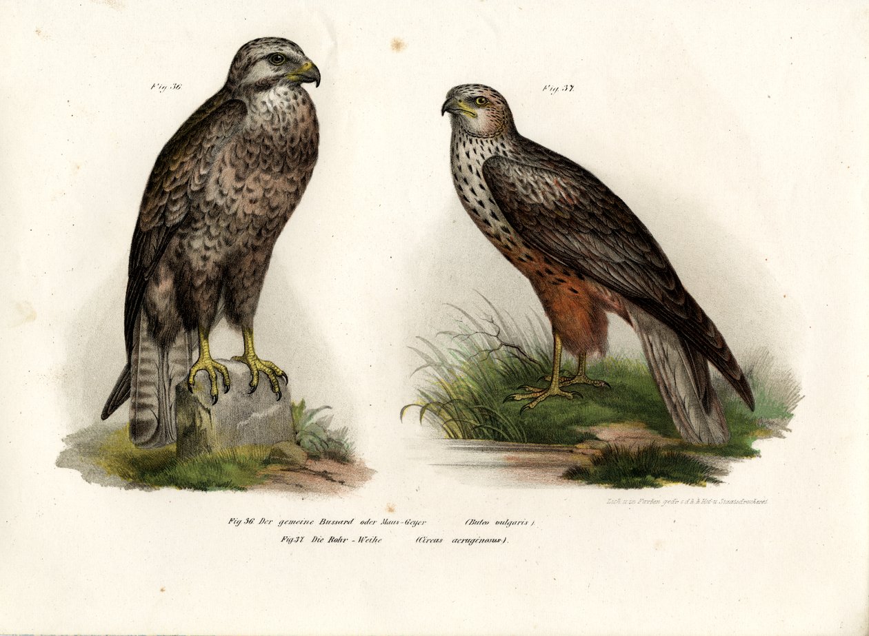 Buzzard, 1864 tekijältä German School