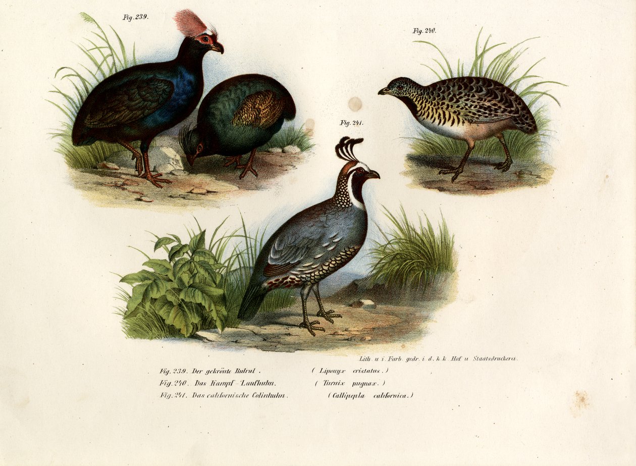 Crested Wood Partridge, 1864 tekijältä German School