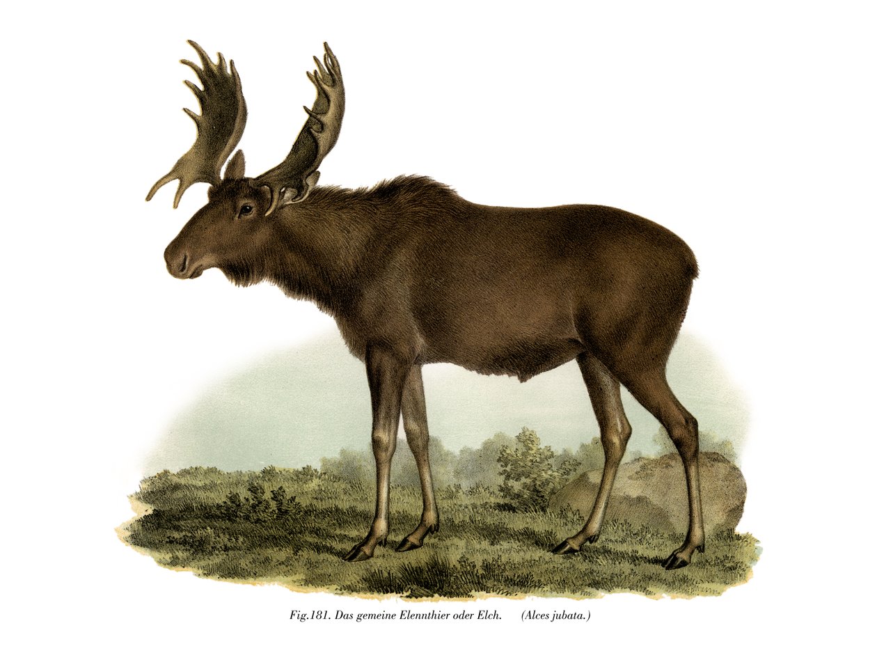 Hirvi, 1860 tekijältä German School