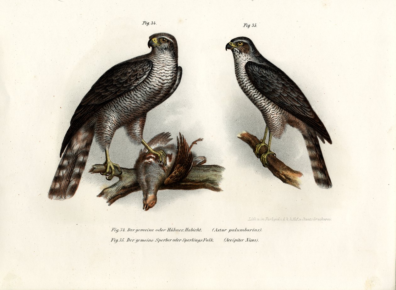 Hawk, 1864 tekijältä German School