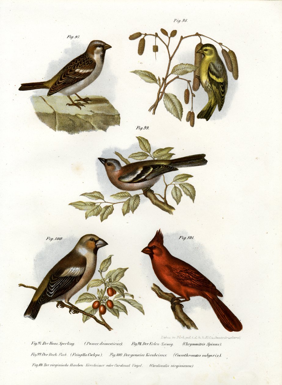 House Sparrow, 1864 tekijältä German School