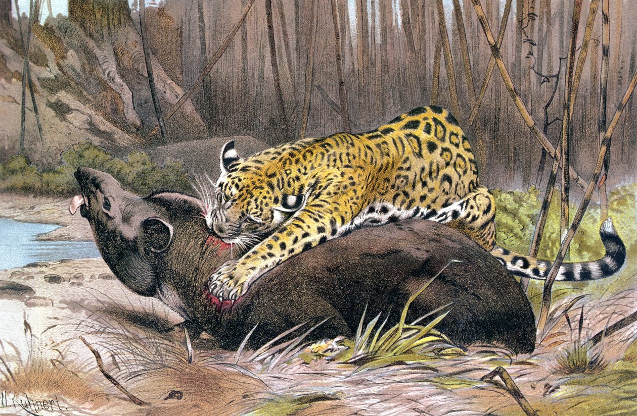 Jaguar, levy Brehm