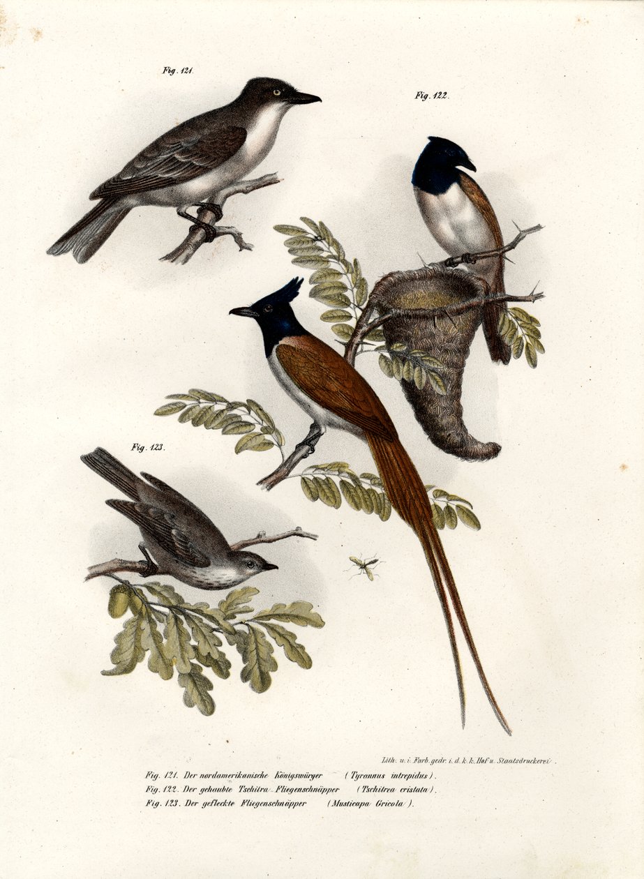 King Bird, 1864 tekijältä German School