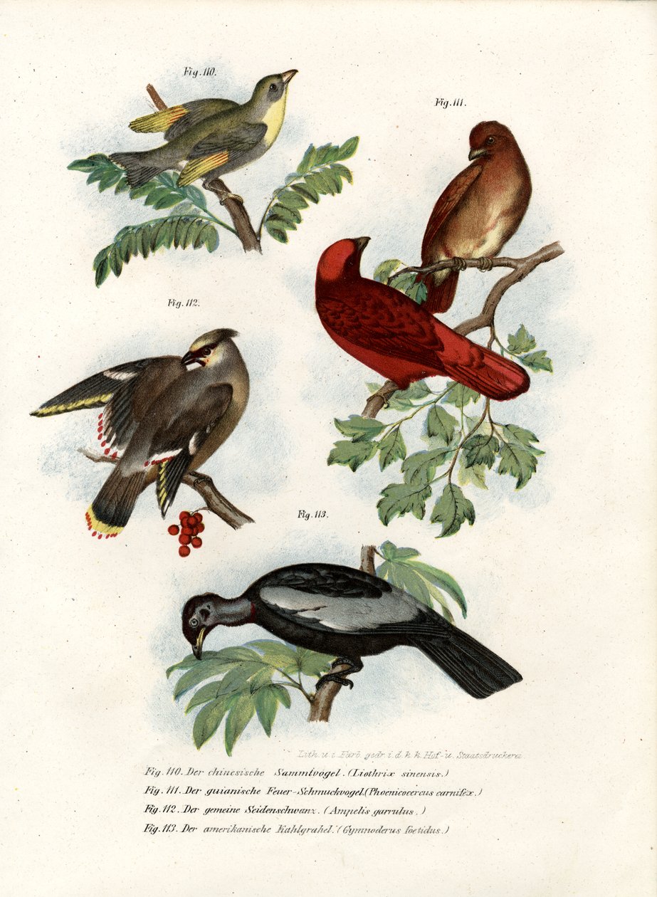 Leiothrix-lintu, 1864 tekijältä German School
