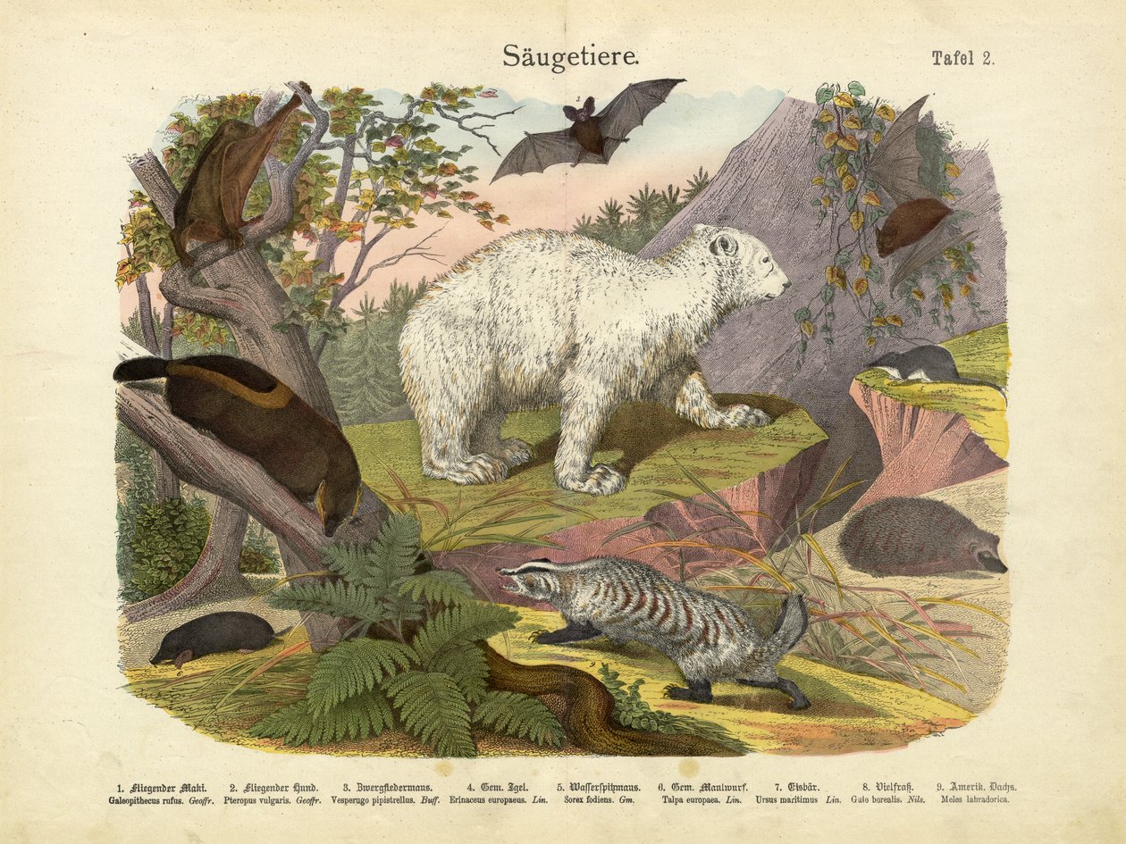 Nisäkkäät, n. 1860 tekijältä German School