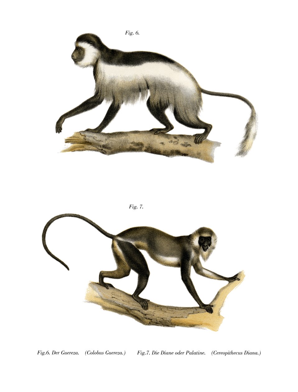 Mantled Guereza, 1860 tekijältä German School